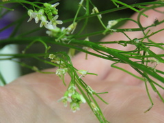 Arabis pycnocarpa adpressipilis