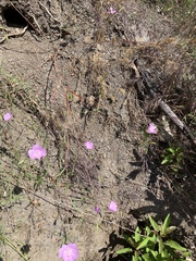 Clarkia bottae
