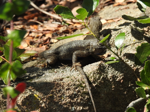 iNaturalist observation photo of Western Fence Lizard
