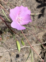 Clarkia bottae