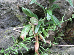Arabis pycnocarpa adpressipilis