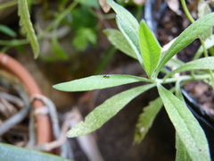 Diapriinae