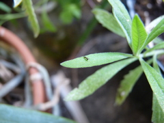 Diapriinae