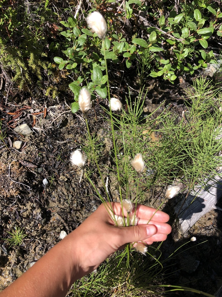 Northland cottonsedge (Eriophorum brachyantherum)