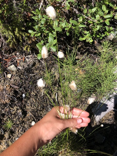 Northland cottonsedge (Eriophorum brachyantherum)