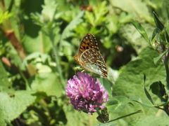 Argynnini