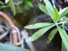 Diapriinae