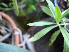 Diapriinae