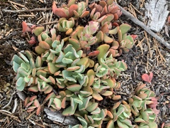 Sedum oregonense