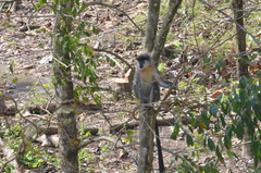 Trachypithecus pileatus