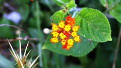 Lantana camara camara