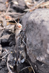 Rhammatocerus viatorius