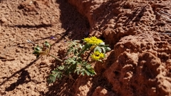 Cymopterus purpureus