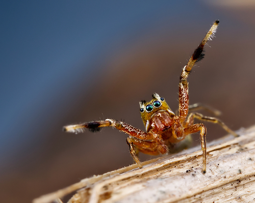 Photo of Thin-spined Jumping Spider (Tutelina elegans)