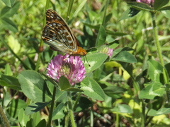 Argynnini