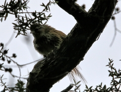 Poodytes punctatus vealeae
