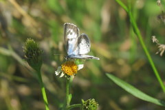 Leptotes cassius cassius