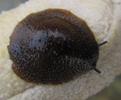 Onchidella nigricans