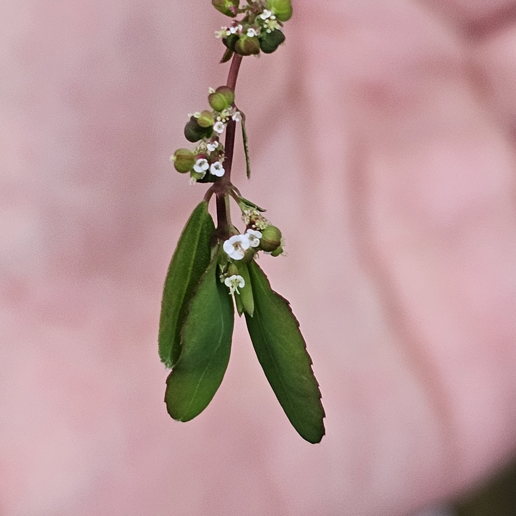 graceful spurge from 2FPC+9RM, Panamá, Provincia de Panamá, Panamá on ...