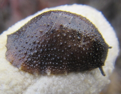 Onchidella nigricans