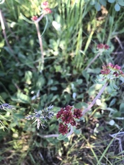 Eriogonum heracleoides