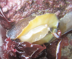 Onchidella nigricans