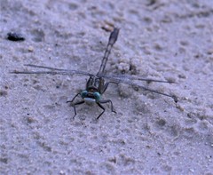 Arigomphus