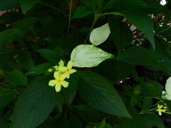Pseudomussaenda flava