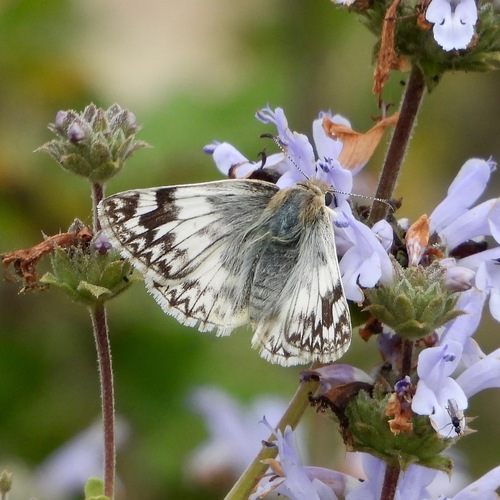 Northern White-Skipper photo 6