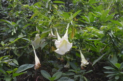 Brugmansia arborea