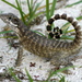 Curly-tailed Lizards - Photo (c) sea-kangaroo, some rights reserved (CC BY-NC-ND), uploaded by sea-kangaroo