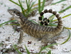 Curly-tailed Lizards - Photo (c) sea-kangaroo, some rights reserved (CC BY-NC-ND), uploaded by sea-kangaroo
