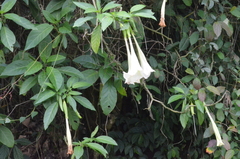 Brugmansia arborea
