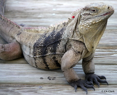 Cyclura nubila caymanensis