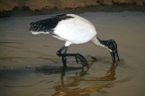 African Sacred Ibis