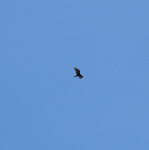 iNaturalist observation photo of Turkey Vulture