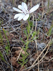 Blepharipappus scaber
