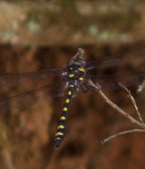 Cordulegaster dorsalis