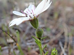 Blepharipappus scaber