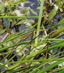Sparganium eurycarpum