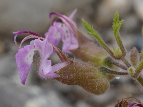 Cut-leaved germander (Teucrium botrys)