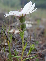 Blepharipappus scaber