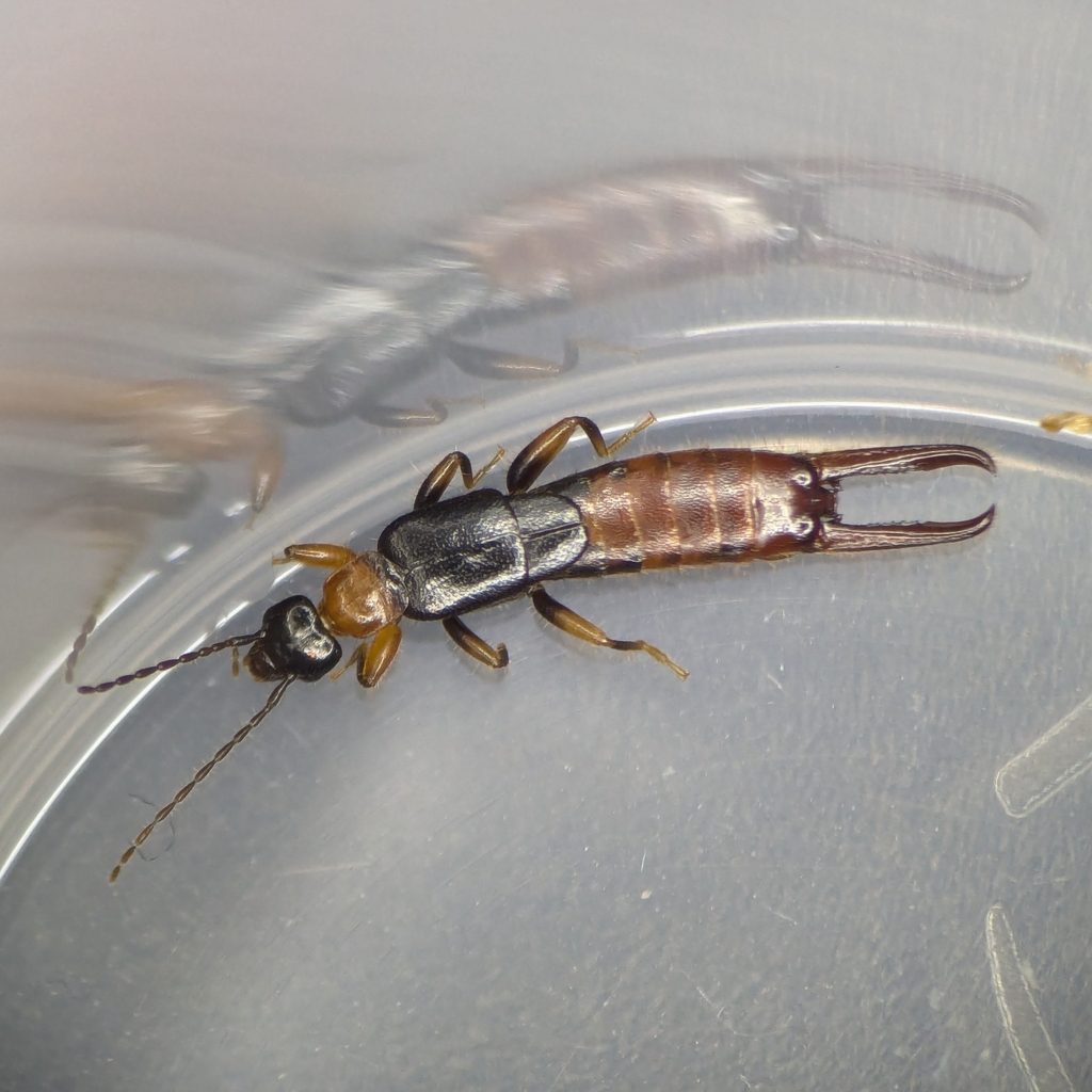 Paraspania brunneri