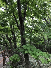 Acer pseudosieboldianum