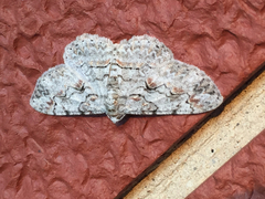 Iridopsis defectaria
