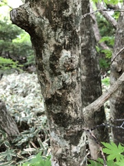 Acer pseudosieboldianum