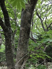 Acer pseudosieboldianum