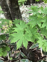 Acer pseudosieboldianum