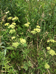 Thaspium chapmanii