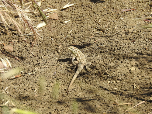 iNaturalist observation photo of Western Side-blotched Lizard